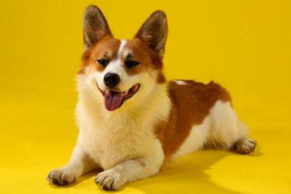 天天向上指什么生肖 天天向上代表哪个生肖