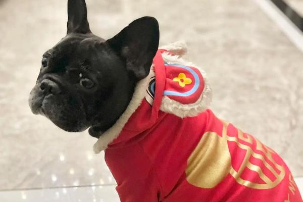 2026年属狗人适合穿什么颜色的衣服提升运势？
