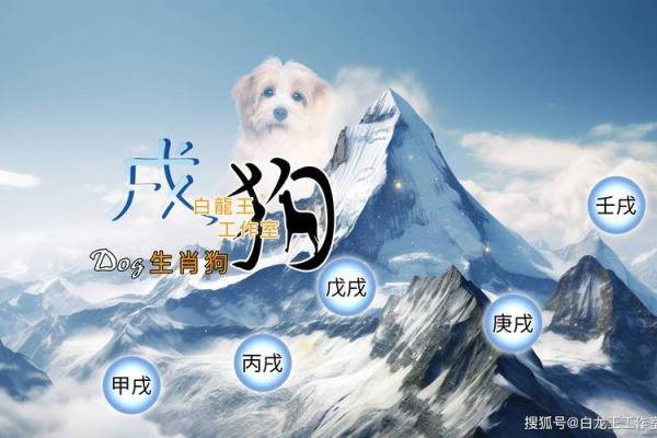2026年狗年出生的人事业财运健康感情全面运势分析