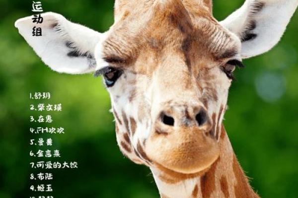 兵荒马乱形容什么生肖最贴切