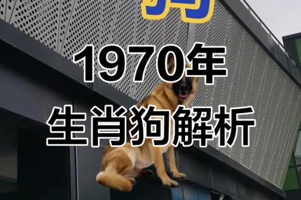 狗怕什么生肖 狗年出生忌讳的属相