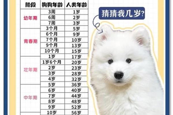 狗怕什么生肖 狗年出生忌讳的属相