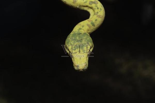 绿树指的什么生肖动物 绿树生肖动物查询方法