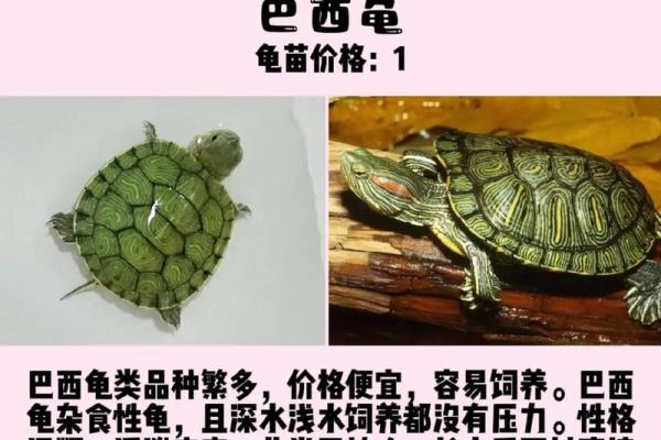 家中养什么龟最好最吉利 适合新手养的吉利龟推荐