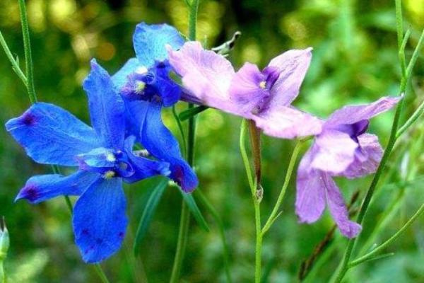 傍柳随花是什么生肖 傍柳随花对应生肖查询