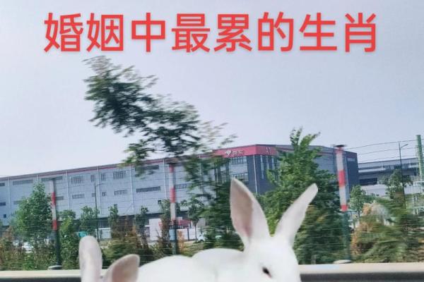 75年什么生肖 1975年出生属相查询 75年什么生肖 1975年出生属相查询