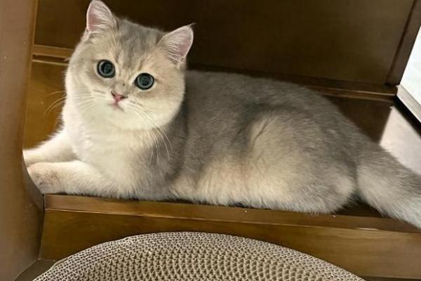 不吉利的猫的特征 哪些猫的毛色代表厄运