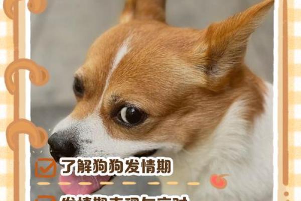 七月理发吉日女狗