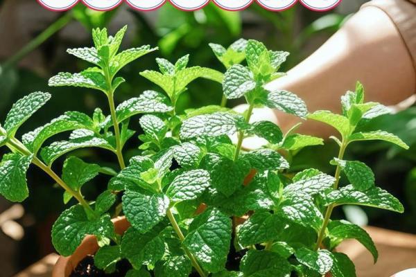 为什么说家里放薄荷不吉利 薄荷摆放阳台的讲究