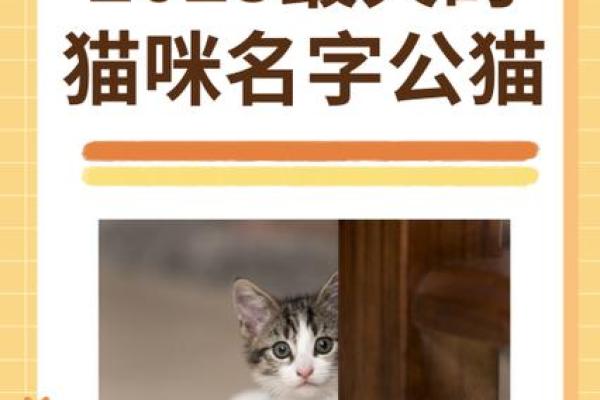 宠物名字霸气 公猫霸气的名字独特少见 宠物名字霸气 公猫霸气的名字独特少见