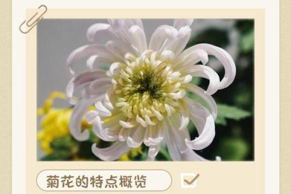 菊花送人吉利吗 看望病人送菊花合适吗 菊花送人吉利吗 看望病人送菊花合适吗