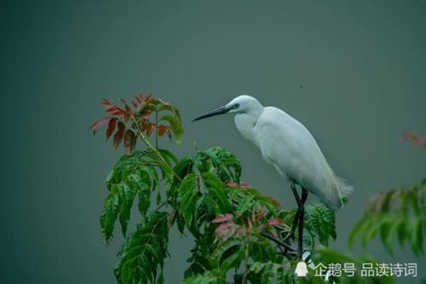 巴山夜雨打一生肖是什么 巴山夜雨打一生肖是什么