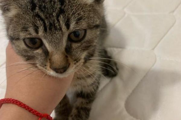 八面玲珑小花猫指什么生肖 八面玲珑小花猫生肖含义
