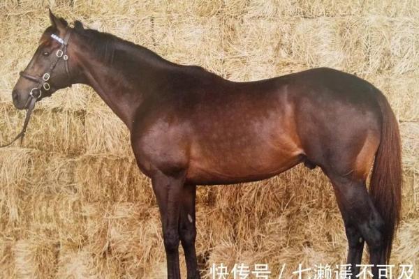 汉奸是什么生肖 汉奸对应的生肖动物