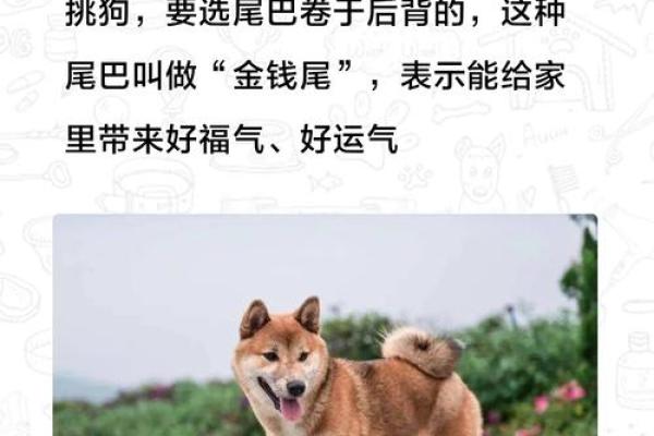 狗仗人势把善欺是什么生肖 狗仗人势打一生肖答案