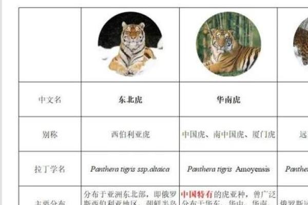 呼啸一声百兽慌是什么生肖 虎年出生的人性格特点解析