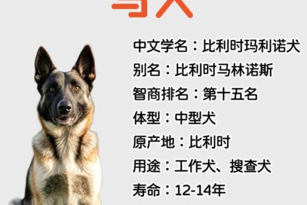 声色犬马什么生肖  词语释义解释落实