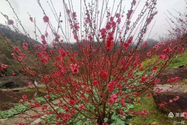 人面桃花什么生肖  词语释义解释落实