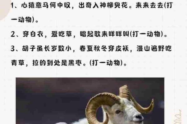 三长两短打一生肖是什么动物谜底解析