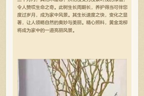 养龙柳不适合什么属相的人 龙柳摆放风水禁忌属相