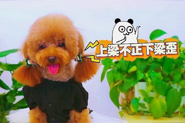 上梁不正下梁歪指什么生肖  词语释义解释落实