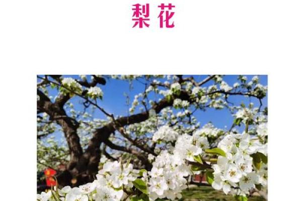 十二生肖哪个是梨花 十二生肖梨花代表查询