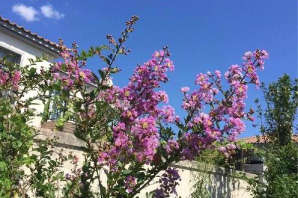 “美景佳人夕阳红”打一正确的生肖 美景佳人夕阳红生肖谜底查询