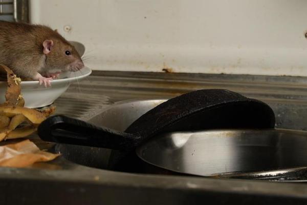 探头探脑打一正确生肖 探头探脑猜生肖谜底是什么