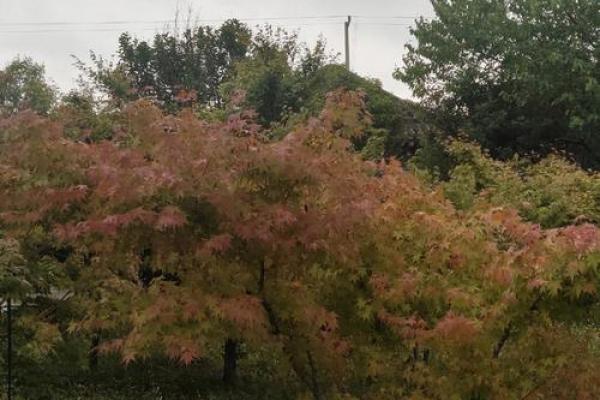 “秋雨绵绵”打一准确生肖 秋雨绵绵代表什么生肖