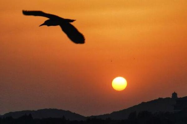 “美景佳人夕阳红”是什么生肖动物 美景佳人夕阳红对应生肖