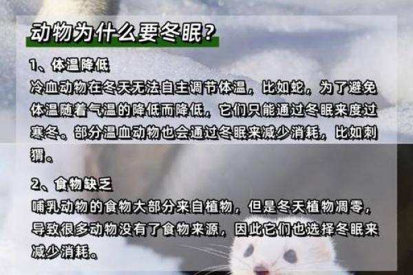 无冬无夏打一动物 无冬无夏是什么动物谜底