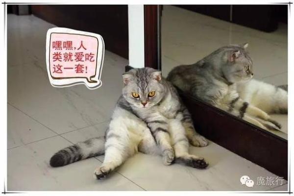 五体投地指什么动物 五体投地动物含义解析